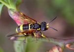 Tenthredo zona